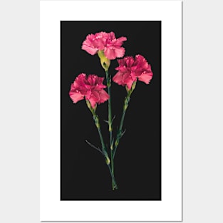 Beautiful Flowers 23 Posters and Art
